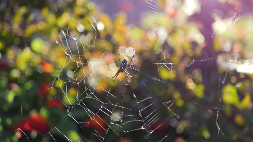 Large spider in middle of web in fall backlit 
