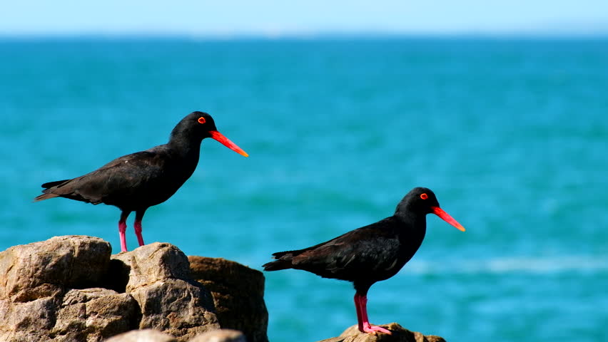 Two African black oystercatcher birds on coastline, ocean background. Telephoto Royalty-Free Stock Footage #1109342255
