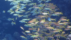 Slowly swimming fish. School of tropical fish in the sea. Coral reef and marine life, underwater video from scuba diving adventure. Aquatic wildlife in the ocean.