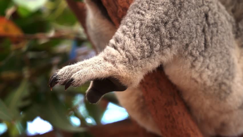 Close up shot of a cute koala, phascolarctos cinereus feet hanging off the tree, details of its fluffy grey fur and claws, native Australian wildlife animal species.