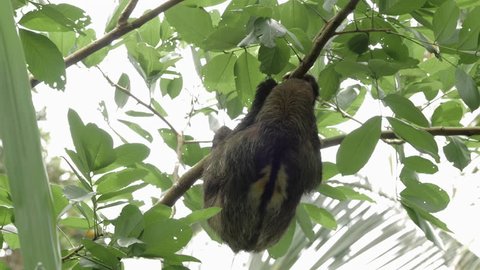 Male three-toed sloth climbs around on a tree branch