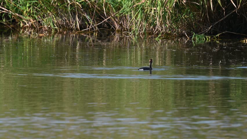 Great grebe on the lake podiceps cristatus. A bird swims on the lake. Slow motion.
