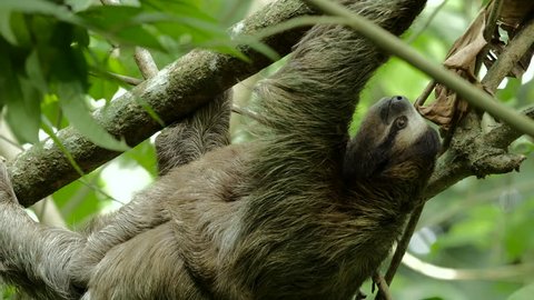 Cute baby sloth holds onto its mother while she climbs around on a tree.