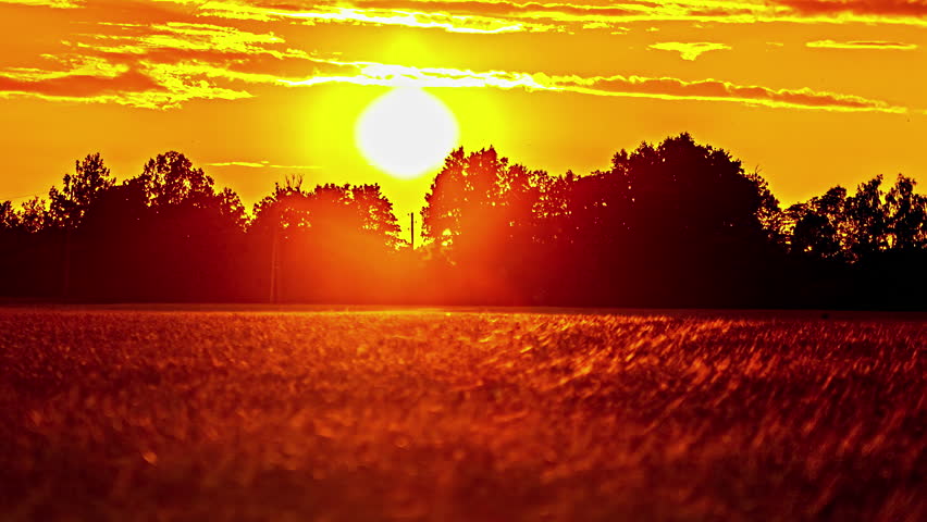 Timelapse: Sunset Behind Silhouetted Trees and Grain Field