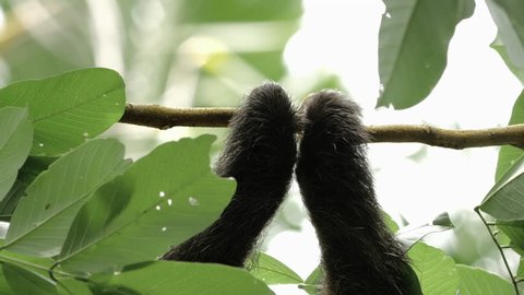 Closeup of a male three-toed sloth climbing around on a tree branch