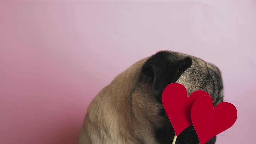 Cute portrait pug inlove. valentine postcard with red hearts and lovely face dog. Valentine's day love concept.