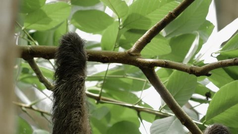 Camera tilts from claws of a male three-toed sloth to reveal the sloth looking around.