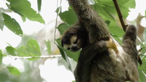 2 shots of a male three-toed sloth scratching his under arm