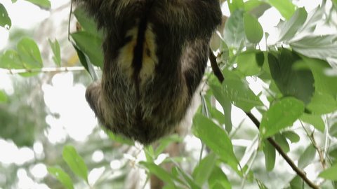 Male three-toed sloth clambers around a tree branch