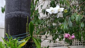 A beautiful white orchid attached to a tree getting wet in the rain.