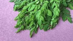 Useful Tropical Drumstick Leaves (Moringa Oleifera)