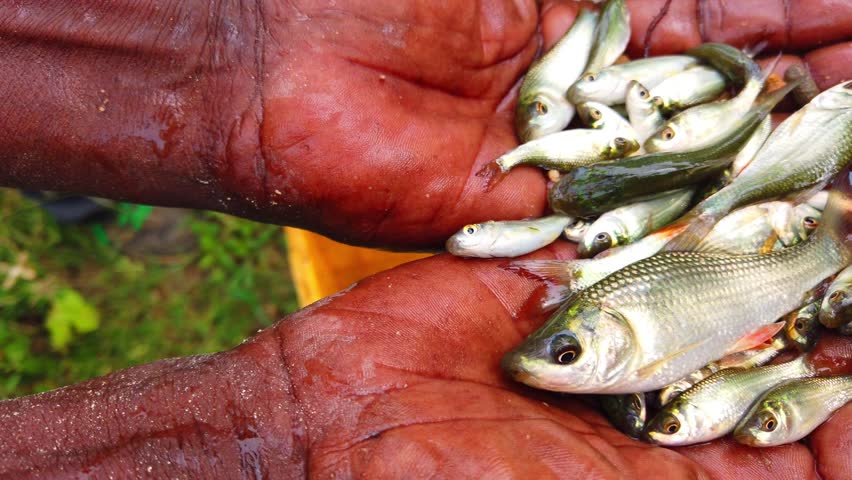 high quality carp fish seed in hand rohu catla carp fingerling sale in fish hatchery