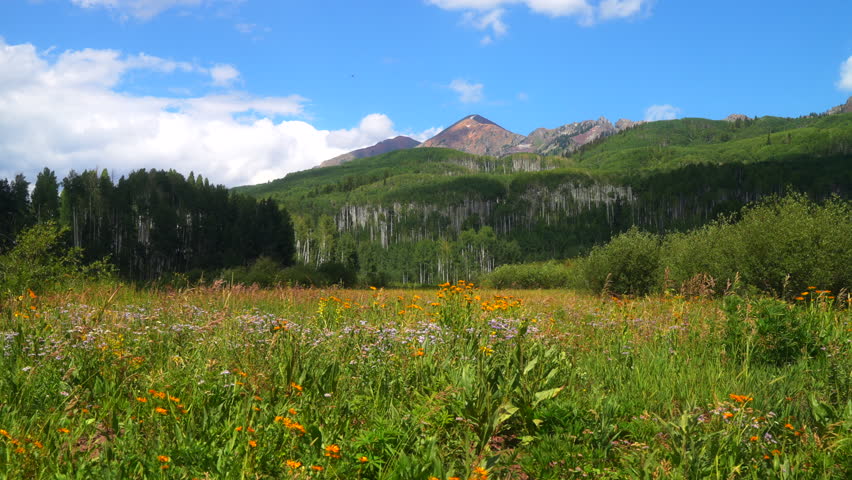 Cinematic slow motion slider left breeze colorful Colorado summer wildflower and Aspen tree forest Kebler Pass Crested Butte Gunnison stunning Rocky Mountains landscape valley peaks blue sky clouds