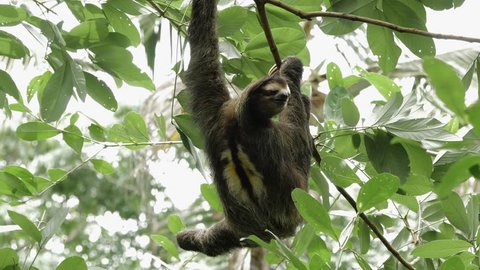 Male three-toed sloth turns away from camera and begins scratching