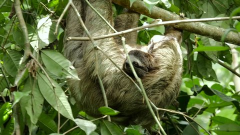 Cute baby sloth holds onto its mother while she climbs around on a tree.