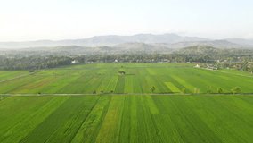 The aerial view in the morning, the vast, green rice fields and the view of the mountains are very pleasing to the eye.