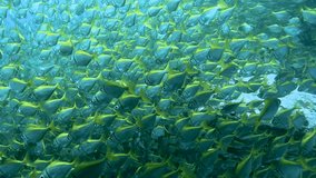 Slow-motion video of a large school of fish, Sydney Australia