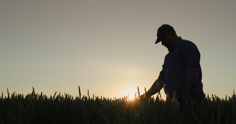 Back view: Alone Farmer in a field of wheat, touches the ears with his hand. Royalty-Free Stock Footage #1109356747