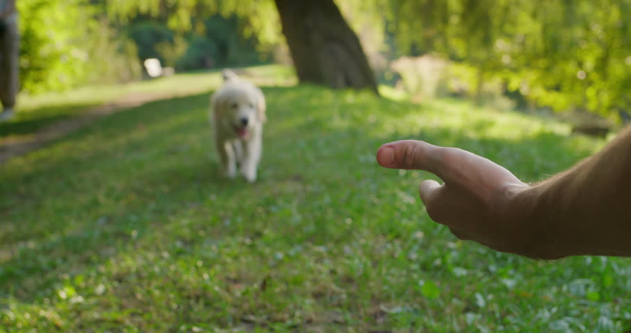 A cute puppy runs to his owner's hand. Takes a treat from your hand. Slow motion 4k video Royalty-Free Stock Footage #1109356759