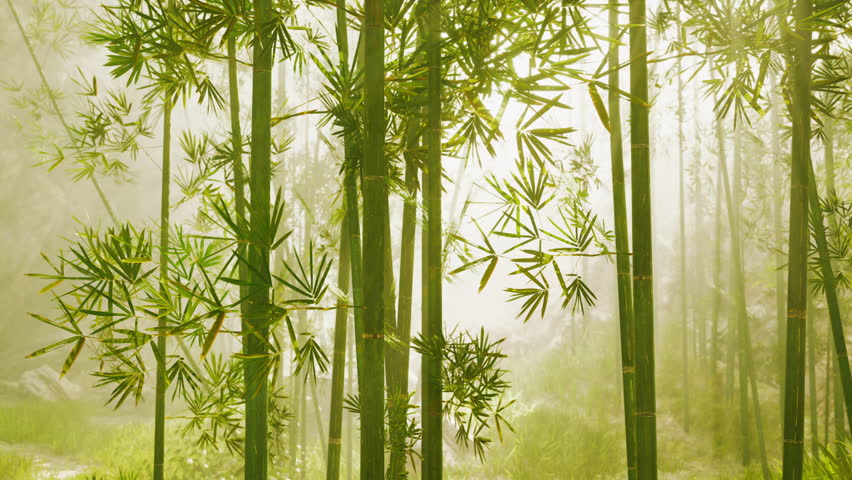 A group of bamboo trees in a forest