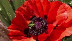 Green grasshopper sits on a bright red poppy flowers in the garden. For video presentation, advertising.	
