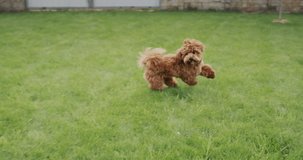 A cool dog with long hair runs along the green grass. Slow motion video.