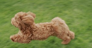 A cool dog with long hair runs along the green grass. Slow motion video.
