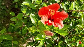 Red hibiscus flower. Vertical video. - Powered by Shutterstock - Get 15% off with code: PIKWIZARD15