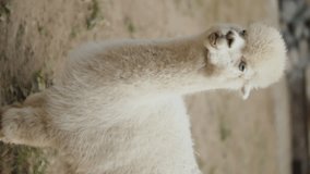 Little girl feechiding a white alpaca from her hands, vertical video
