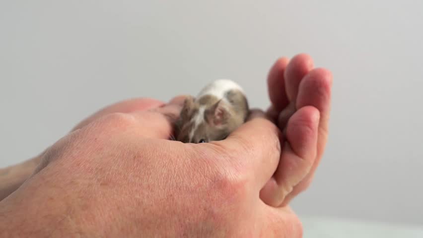 Mouse crawls over a person's hand. Concept - trust between animal and human. Home pet - fancy mouse, fancy mice, decorative mouse