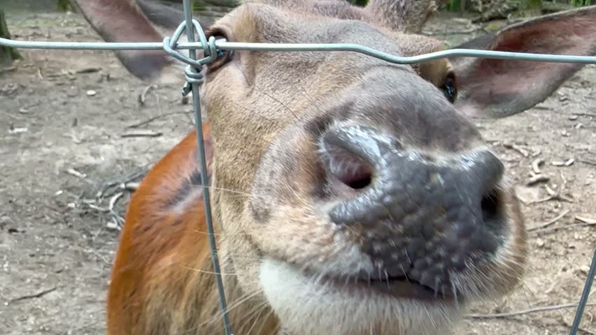 Close-up of red deer head with antlers sticking snout through netting in park and eating out of hand. Hand-feeding a wapiti in a national park. Deer eats from hands. Herbivores are peaceful