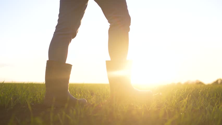 a man walks across a field. landscape field sun grass. Agriculture. green plants. sun glare on the horizon. farmer walking through the field. forms content lifestyle