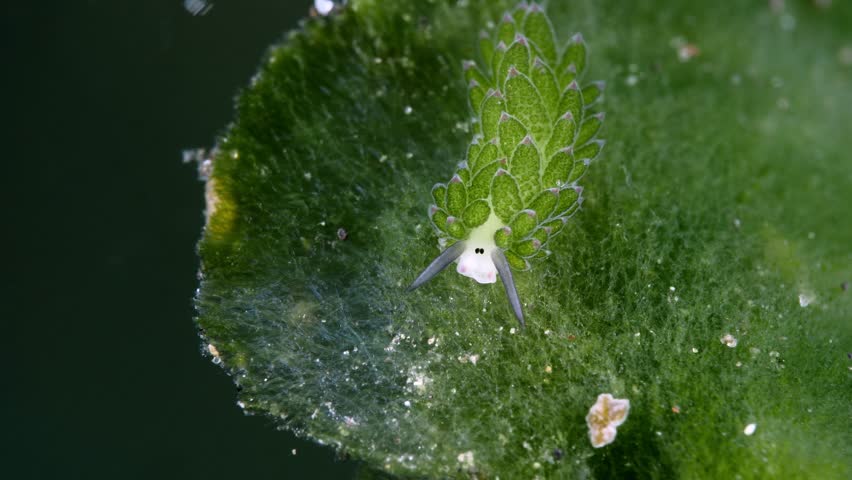 Tiny sea slug - Costasiella sp. is feeding on the algae. Underwater macro life of Tulamben, Bali, Indonesia.  Royalty-Free Stock Footage #1109372445