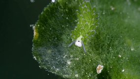 Tiny sea slug - Costasiella sp. is feeding on the algae. Underwater macro life of Tulamben, Bali, Indonesia. 