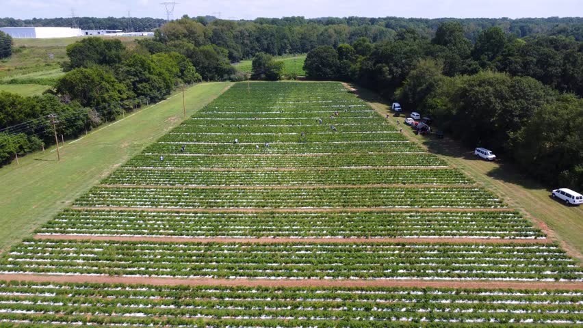 Aerial view of chili farm plantation growing Cayenne chili peppers, USA
