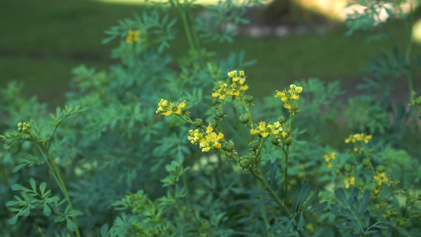 The garden rue - a flowering plant with yellow flowers. This semi-woody perennial blooms on new growth. Rue grows well in full sun to part shade, moderately fertile, moist, well-drained soil. Royalty-Free Stock Footage #1109375371
