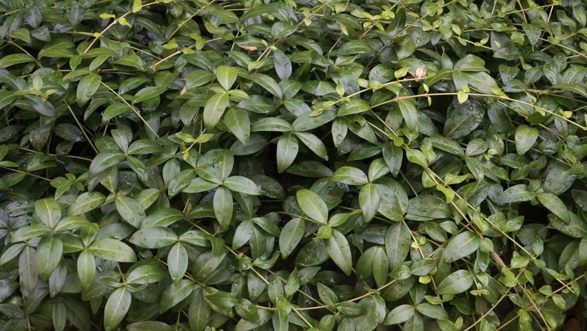 Discover the Lesser Periwinkle (Vinca minor) - a perennial, evergreen plant with dark green leaves. Its medicinal properties stem from vinca alkaloids, a group of compounds found within the plant. Royalty-Free Stock Footage #1109375457