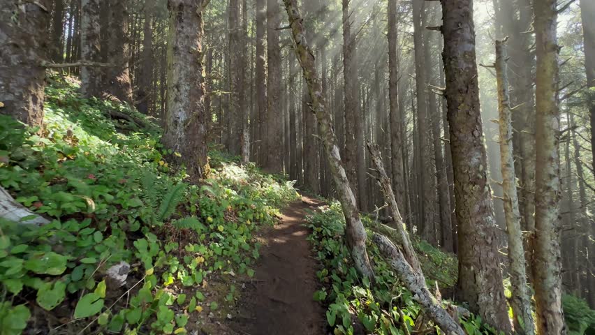 Walking view of a trail in the Oregon coast conifer forest.