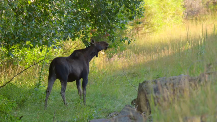 Mom Moose on the side of the road gets spooked as a car passes in Island Park, Idaho, USA