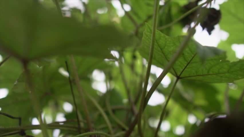 Extreme close-up of leaves, intricate veins and textures, nature's intricate beauty. The first leaves are in focus in a blurry background