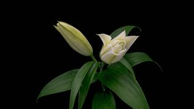 Beautiful white lily flower on black background. Wedding, Valentines Day, Mothers Day concept. Holiday, love, birthday design backdrop