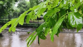 raining shower in the park, close-up of rainfall in park, water droplets fixed on green leaves, Raining day in tropical area. rain drop on leaf tree. light rain Falling On Tree Leaves.4k video.