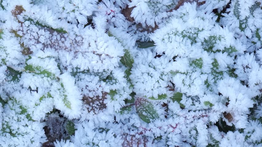Leaves in frost. Snowy frosty leaves. Ice. Wallpaper. Banner. Christmas. Postcard | Shutterstock HD Video #1109381105