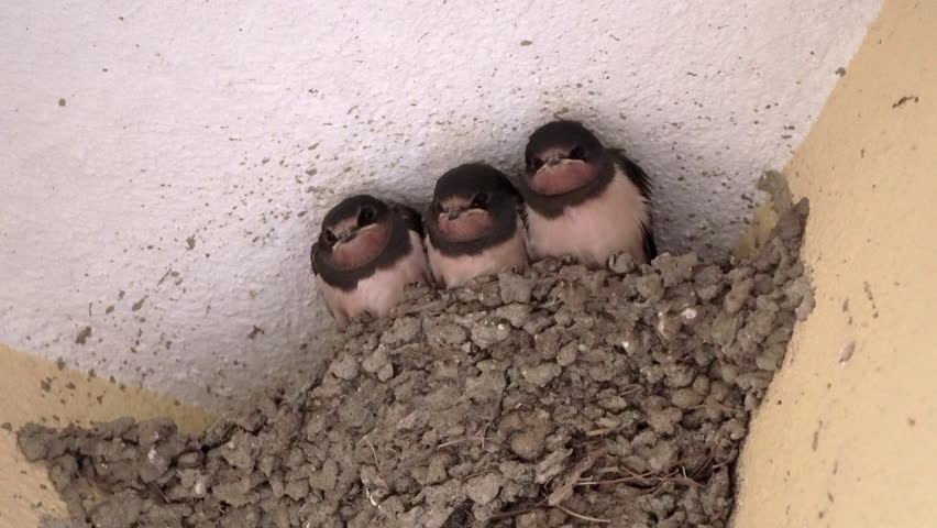 Three swallow chicks sit in a nest and wait for their parents to feed them in Greece