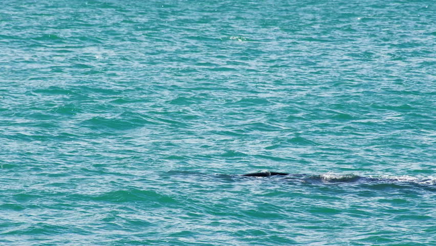 Southern right whales Eubalaena australis in coastal waters of Hermanus, tele Royalty-Free Stock Footage #1109386259
