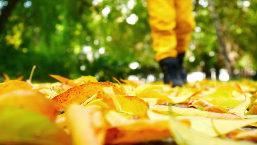 Close-up of fallen autumn leaves on the ground and a boy passes by kicking them up