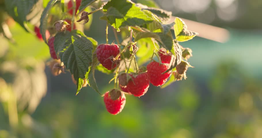 Red ripe raspberries on a branch of a raspberry bush in the summer.