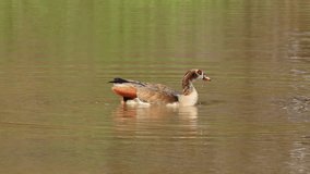 An Egyptian goose (Alopochen aegyptiacus) preening in water, South Africa