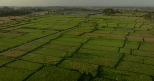  Ready Rice in Terrace, Ubud, Bali, Indonesia. Top view. Drone view of Bali.