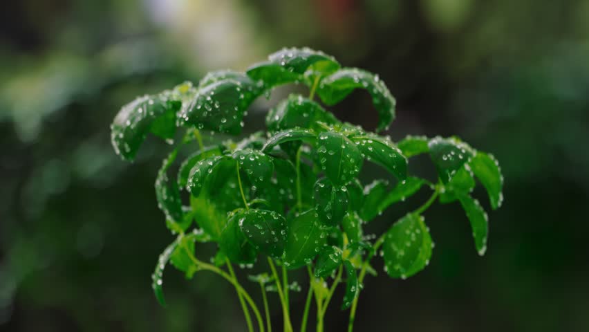 Beautiful fresh basil plant hit by large drops of water in slow motion | Shutterstock HD Video #1109397475
